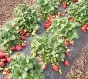Мульчування полуниці під плівку, інші укривние матеріали, вирощування, фото, відео (плівку) Мульчування полуниці під плівку, інші укривние матеріали, вирощування, фото, відео