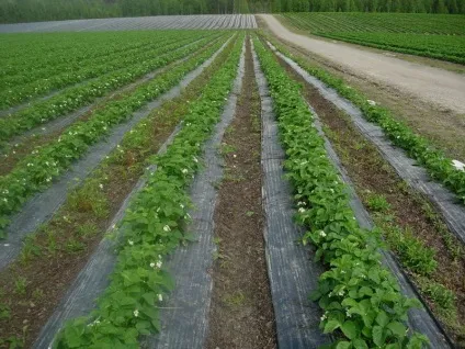 Мульчування полуниці під плівку, інші укривние матеріали, вирощування, фото, відео (полуниці) Мульчування полуниці під плівку, інші укривние матеріали, вирощування, фото, відео