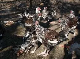 Невибагливі ливенской кури, їх опис і тонкощі домашнього догляду (кури) Невибагливі ливенской кури, їх опис і тонкощі домашнього догляду