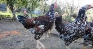 Невибагливі ливенской кури, їх опис і тонкощі домашнього догляду
