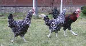Невибагливі ливенской кури, їх опис і тонкощі домашнього догляду
