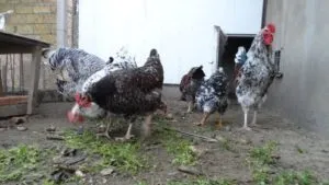 Невибагливі ливенской кури, їх опис і тонкощі домашнього догляду