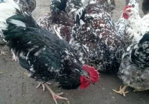 Невибагливі ливенской кури, їх опис і тонкощі домашнього догляду