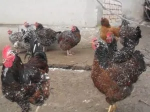 Невибагливі ливенской кури, їх опис і тонкощі домашнього догляду