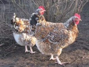 Невибагливі ливенской кури, їх опис і тонкощі домашнього догляду