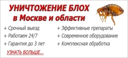Неостомозан від бліх інструкція із застосування, як розвести, відгуки (застосування) Неостомозан від бліх інструкція із застосування, як розвести, відгуки