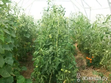Трохи помідор, квітів і новин щоденник користувача ssmaxs (томати (помідори)) Трохи помідор, квітів і новин щоденник користувача ssmaxs