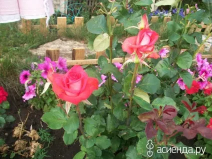 Трохи помідор, квітів і новин щоденник користувача ssmaxs (новини) Трохи помідор, квітів і новин щоденник користувача ssmaxs