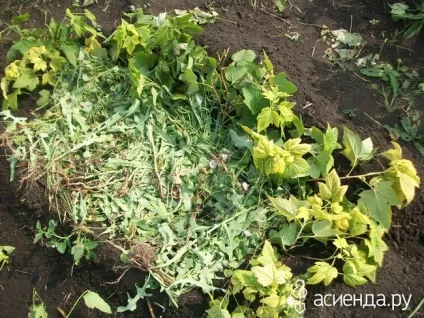 Трохи помідор, квітів і новин щоденник користувача ssmaxs (помідор) Трохи помідор, квітів і новин щоденник користувача ssmaxs