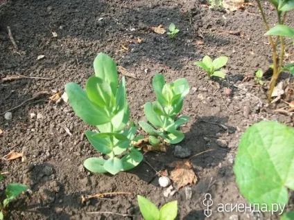 Трохи помідор, квітів і новин щоденник користувача ssmaxs (теплиця) Трохи помідор, квітів і новин щоденник користувача ssmaxs