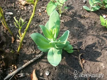 Трохи помідор, квітів і новин щоденник користувача ssmaxs (томати (помідори)) Трохи помідор, квітів і новин щоденник користувача ssmaxs