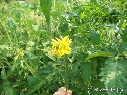 Трохи помідор, квітів і новин щоденник користувача ssmaxs (томати (помідори)) Трохи помідор, квітів і новин щоденник користувача ssmaxs