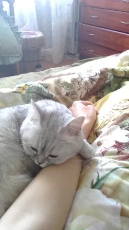 Чи потрібно заводити кішку (заводити) Чи потрібно заводити кішку