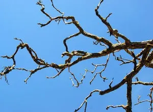 Обрізка груші навесні поради для початківців (обрізка груші навесні) Обрізка груші навесні поради для початківців