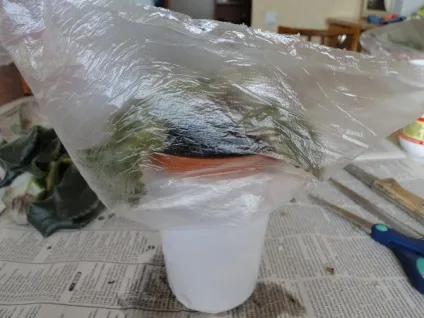 оновлюємо фіалку
