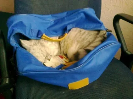 Чи потрібно заводити кішку (заводити) Чи потрібно заводити кішку
