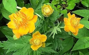 Опис і фото популярних видів купальниці