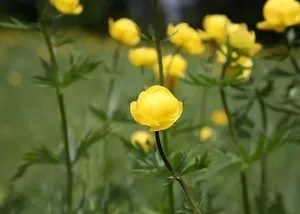 Опис і фото популярних видів купальниці