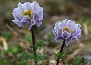 Опис і фото популярних видів купальниці