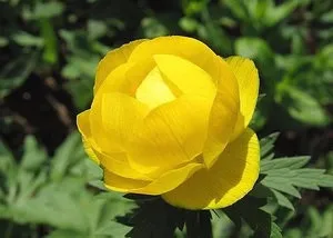 Опис і фото популярних видів купальниці