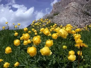 Опис і фото популярних видів купальниці