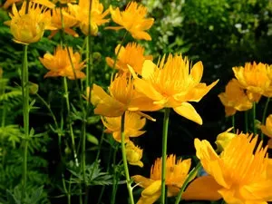 Опис і фото популярних видів купальниці