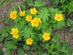Опис і фото популярних видів купальниці