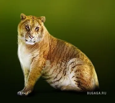 Про Лигр, тигона і леопон