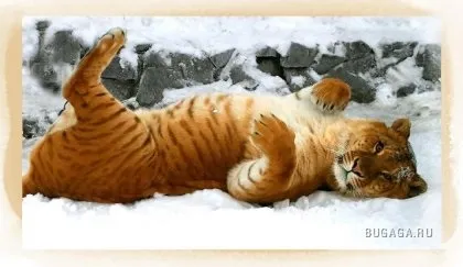 Про Лигр, тигона і леопон
