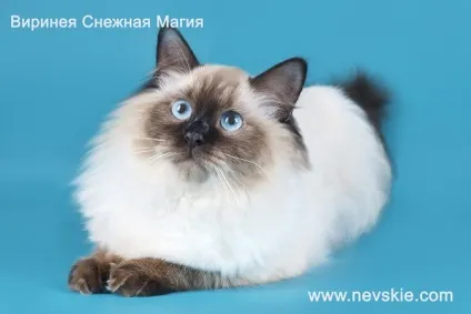 Забарвлення, Невські маскарадні (Мочка носа подушечки) Забарвлення, Невські маскарадні