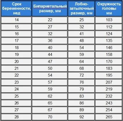 Окружність голови плода по тижнях (таблиця) (плода) Окружність голови плода по тижнях (таблиця)