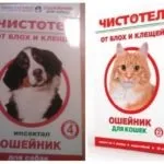 Нашийник від бліх чистотіл для кішок і собак відгуки та інструкція (собак) Нашийник від бліх чистотіл для кішок і собак відгуки та інструкція