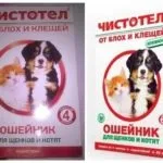 Нашийник від бліх чистотіл для кішок і собак відгуки та інструкція (нашийник) Нашийник від бліх чистотіл для кішок і собак відгуки та інструкція