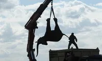 Особливості перевезення слонів 13 цікавих кадрів (слонів) Особливості перевезення слонів 13 цікавих кадрів