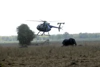 Особливості перевезення слонів 13 цікавих кадрів (слонів) Особливості перевезення слонів 13 цікавих кадрів
