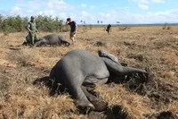 Особливості перевезення слонів 13 цікавих кадрів (слонів) Особливості перевезення слонів 13 цікавих кадрів