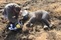 Особливості перевезення слонів 13 цікавих кадрів (слонів) Особливості перевезення слонів 13 цікавих кадрів