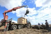 Особливості перевезення слонів 13 цікавих кадрів (слонів) Особливості перевезення слонів 13 цікавих кадрів
