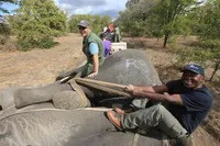 Особливості перевезення слонів 13 цікавих кадрів (слонів) Особливості перевезення слонів 13 цікавих кадрів