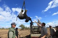 Особливості перевезення слонів 13 цікавих кадрів (слонів) Особливості перевезення слонів 13 цікавих кадрів