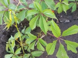 Особливості догляду за дівочим виноградом на дачній ділянці (садити дикий виноград) Особливості догляду за дівочим виноградом на дачній ділянці