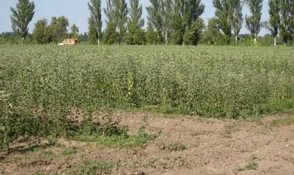 Осіння посадка яблунь - вибір саджанця, підготовка ями відео (вибір) Осіння посадка яблунь - вибір саджанця, підготовка ями відео