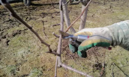 Осіння посадка яблунь - вибір саджанця, підготовка ями відео (яблунь) Осіння посадка яблунь - вибір саджанця, підготовка ями відео