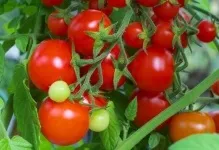 Відгуки та фото про томаті піноккіо вирощування і догляд, сорт помідорів хто садив, врожайність (догляд) Відгуки та фото про томаті піноккіо вирощування і догляд, сорт помідорів хто садив, врожайність