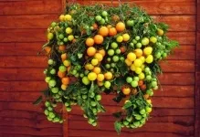 Відгуки та фото про томаті піноккіо вирощування і догляд, сорт помідорів хто садив, врожайність (вирощування) Відгуки та фото про томаті піноккіо вирощування і догляд, сорт помідорів хто садив, врожайність