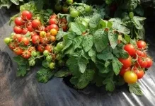 Відгуки та фото про томаті піноккіо вирощування і догляд, сорт помідорів хто садив, врожайність (відгуки і фото про томаті піноккіо) Відгуки та фото про томаті піноккіо вирощування і догляд, сорт помідорів хто садив, врожайність