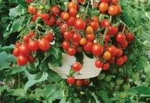 Відгуки та фото про томаті піноккіо вирощування і догляд, сорт помідорів хто садив, врожайність (томаті) Відгуки та фото про томаті піноккіо вирощування і догляд, сорт помідорів хто садив, врожайність