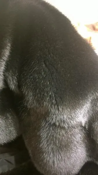 Оцініть шубку black velvet, будь ласка! (Black) Оцініть шубку black velvet, будь ласка!