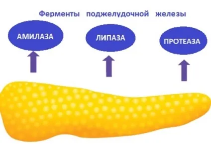 Набряклий панкреатит клінічні ознаки і принципи терапії (клінічні) Набряклий панкреатит клінічні ознаки і принципи терапії