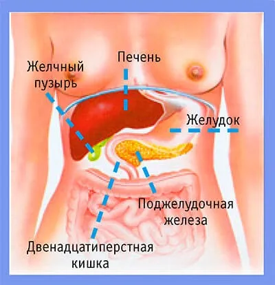 Печінка людини - унікальний орган, 45 кавунів (людини) Печінка людини - унікальний орган, 45 кавунів